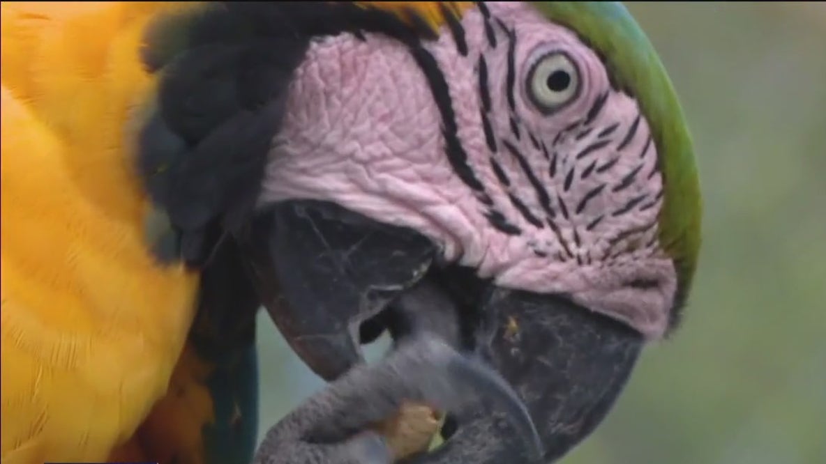 Florida Exotic Bird Sanctuary in Pasco County